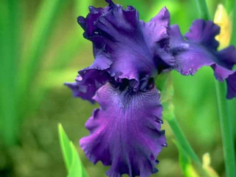  flowers flower    