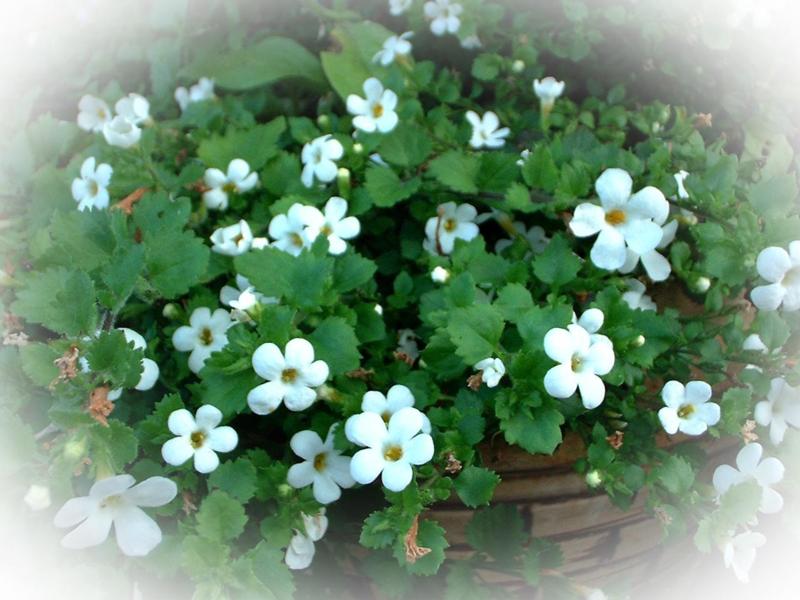  flowers flower    