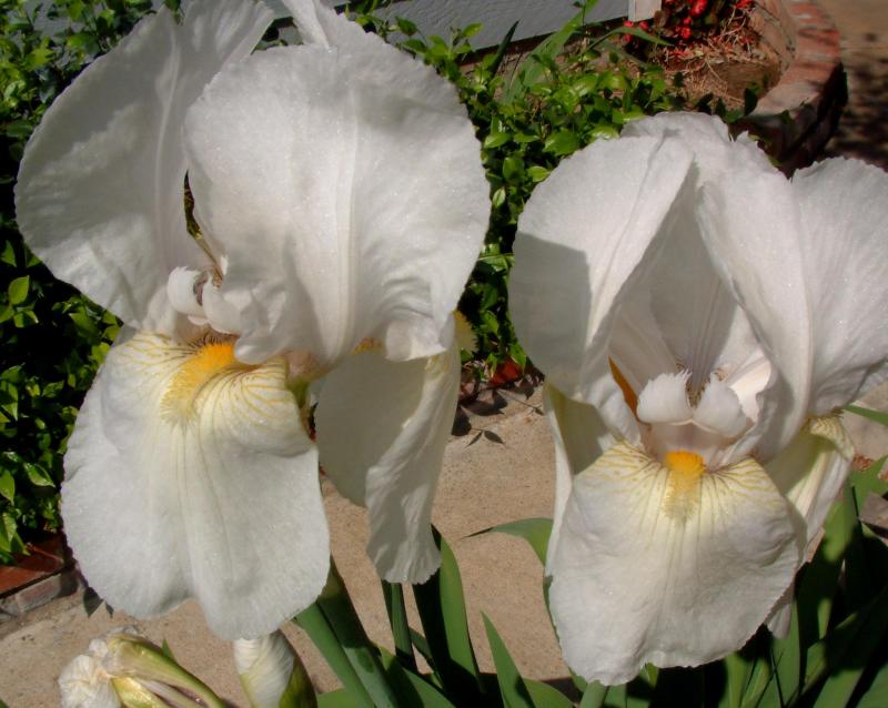  flowers flower    