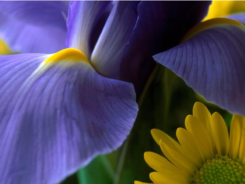  flowers flower    