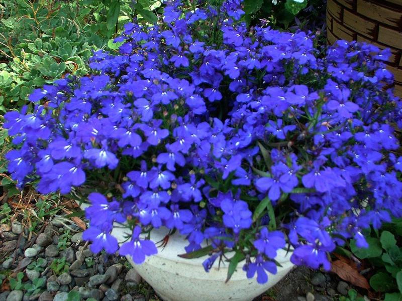  flowers flower    