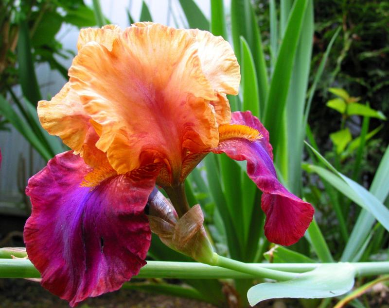  flowers flower    