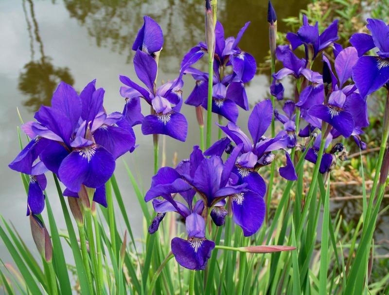  flowers flower    