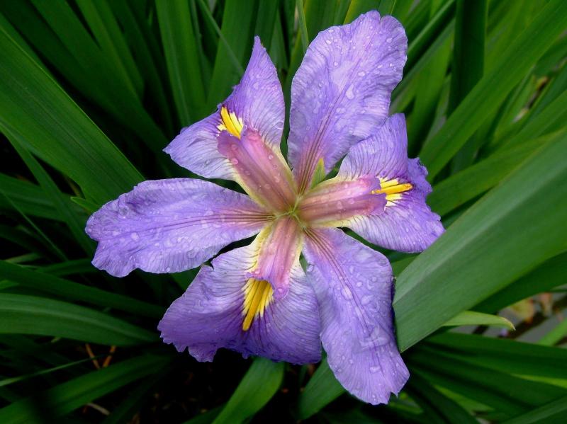  flowers flower    