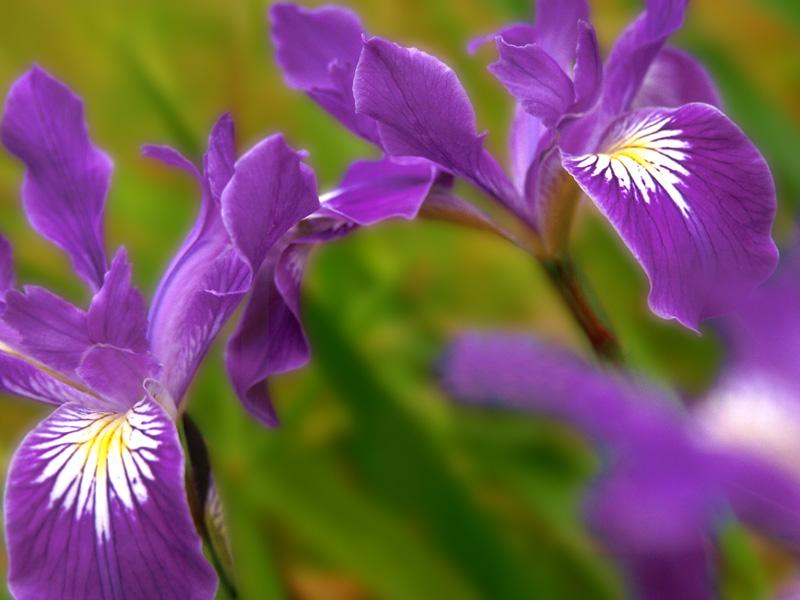  flowers flower    