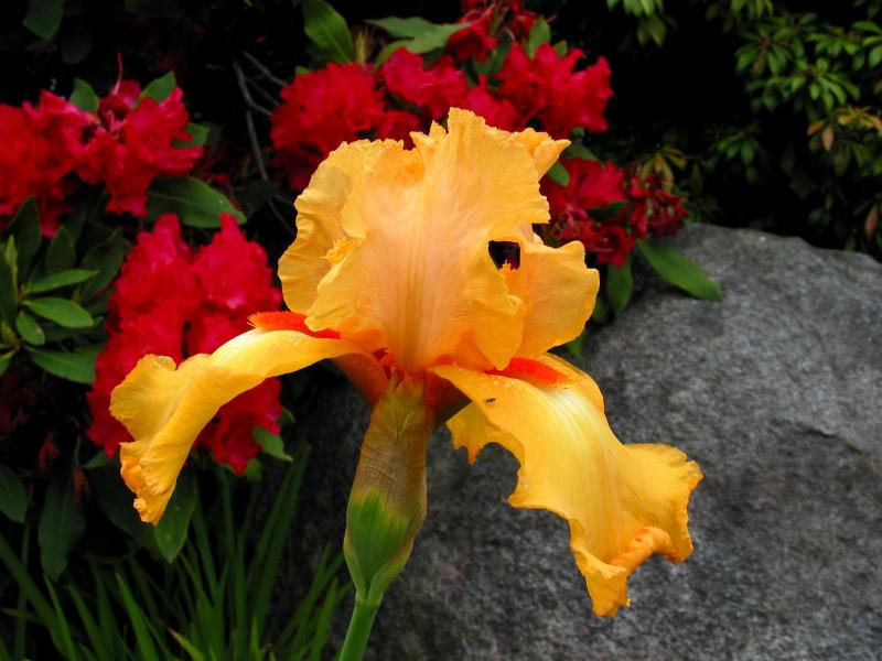 flowers flower    