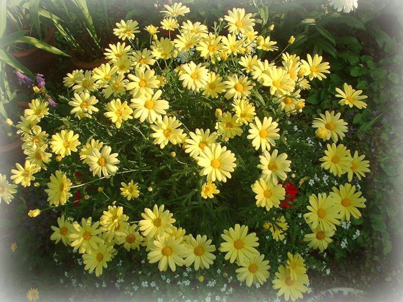  flowers flower    