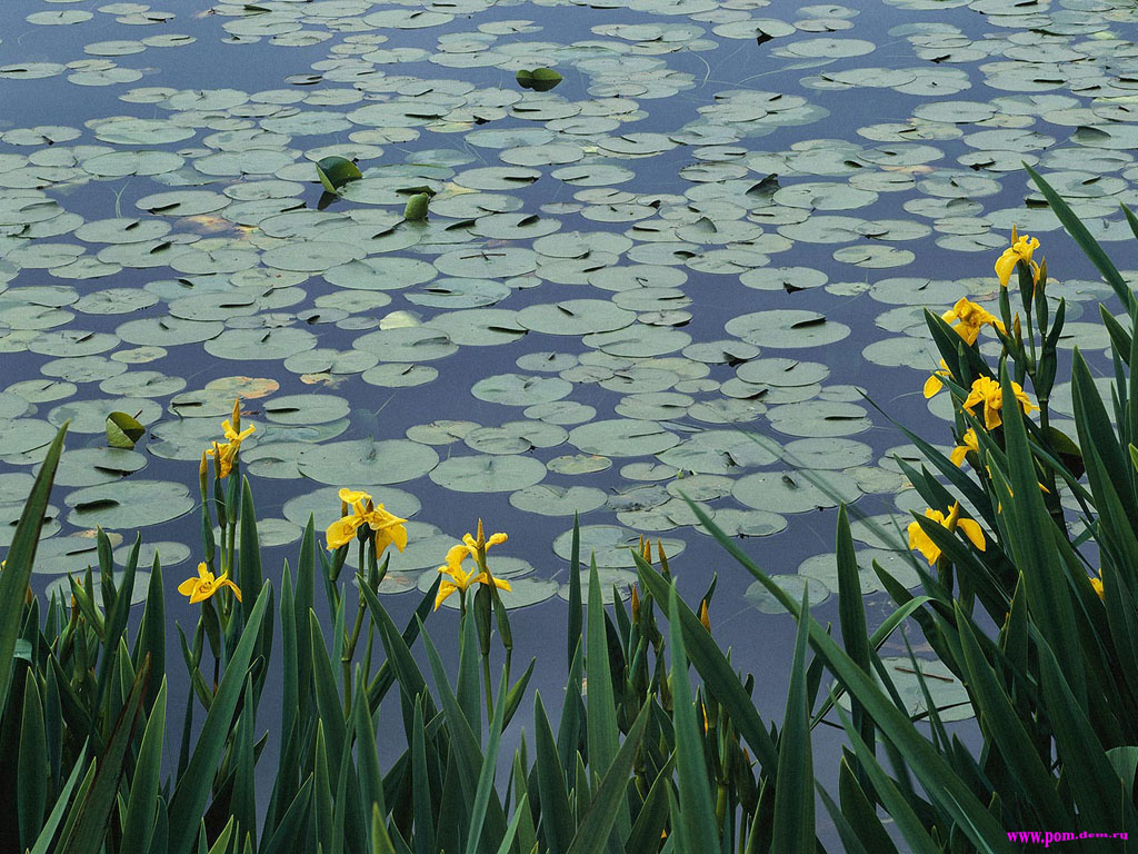  flowers flower    