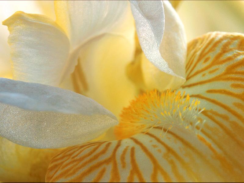  flowers flower    