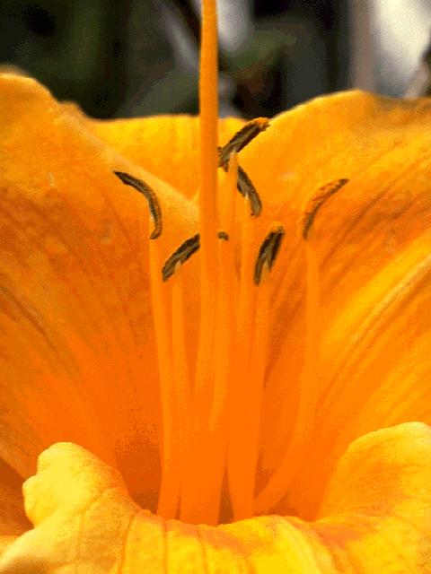  flowers flower    