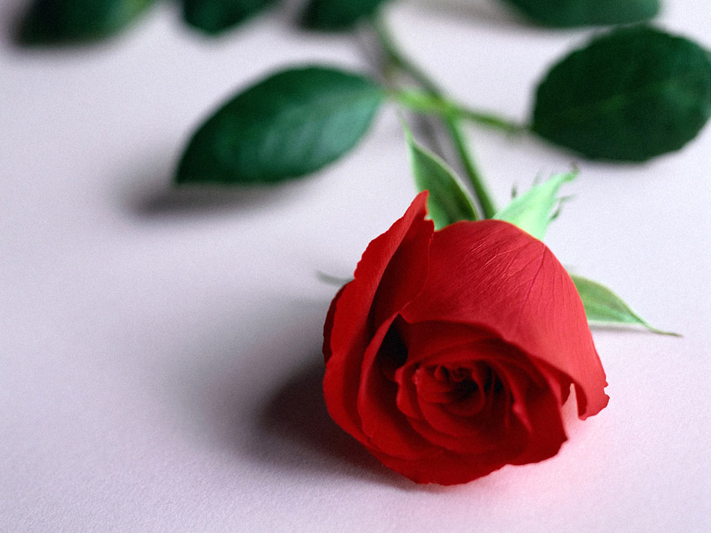 flowers flower    
