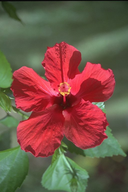  flowers flower    