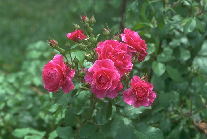  flowers flower    