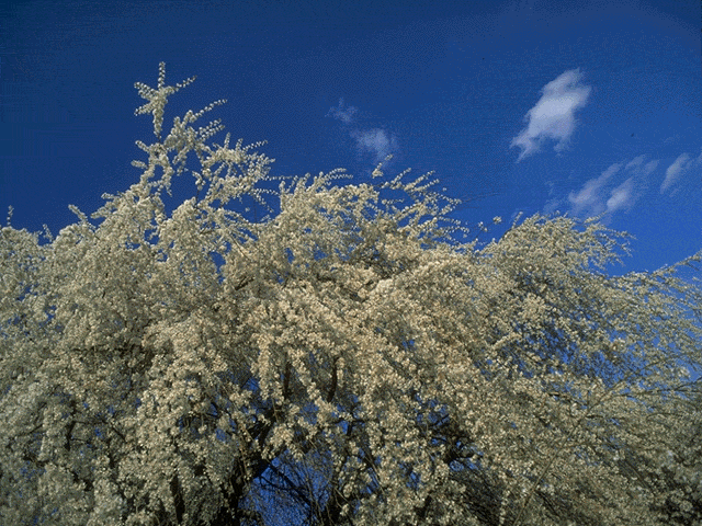  flowers flower    