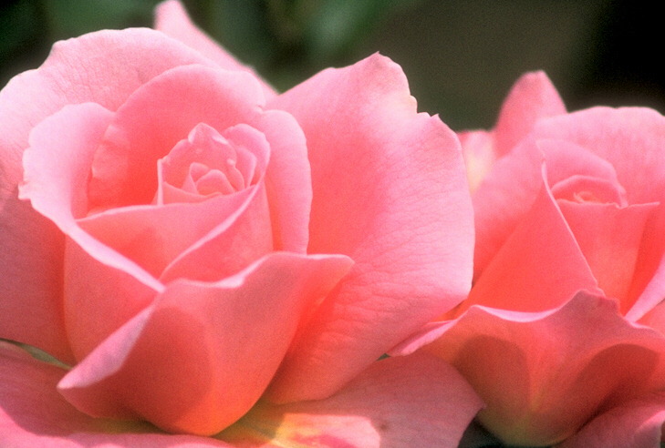  flowers flower    