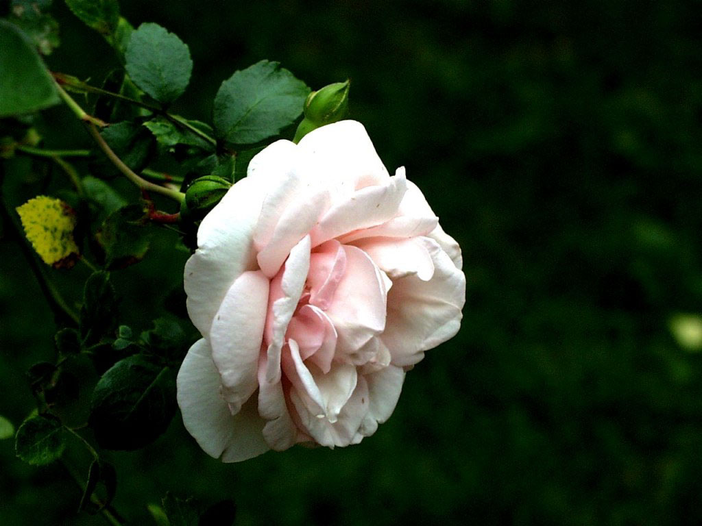  flowers flower    