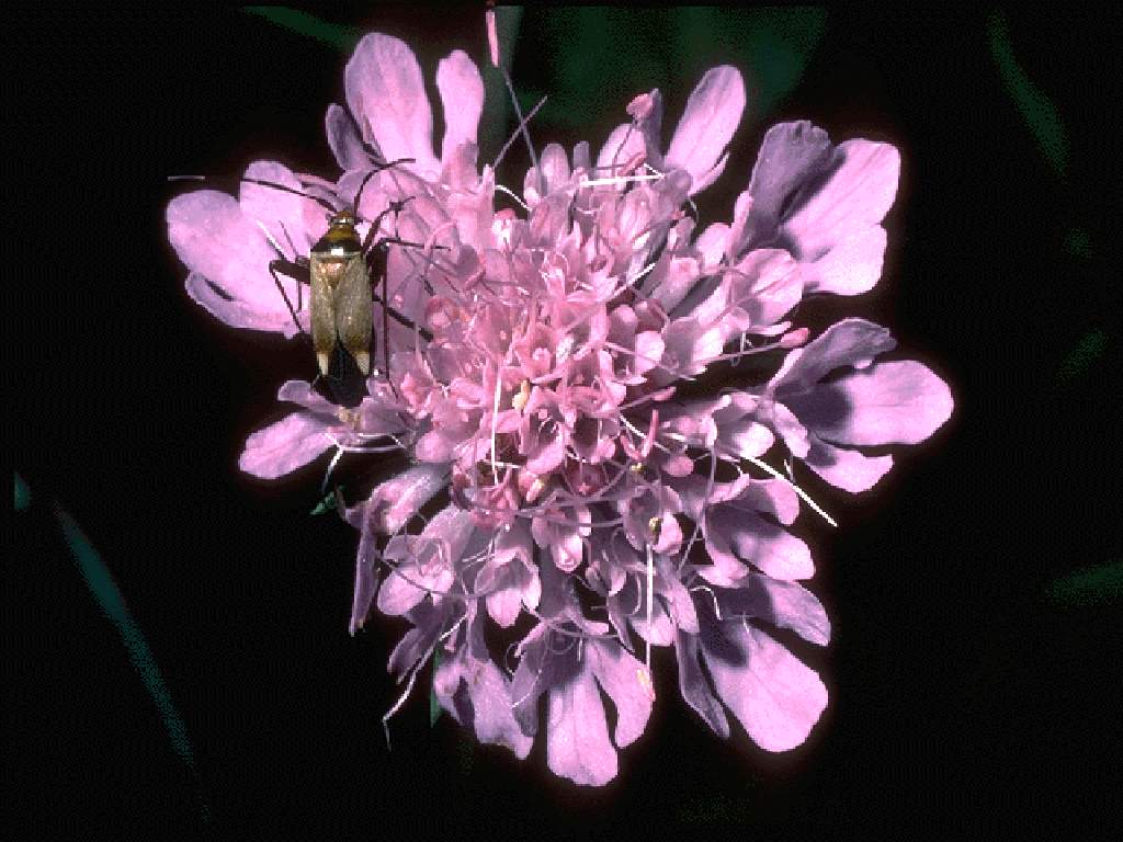  flowers flower    