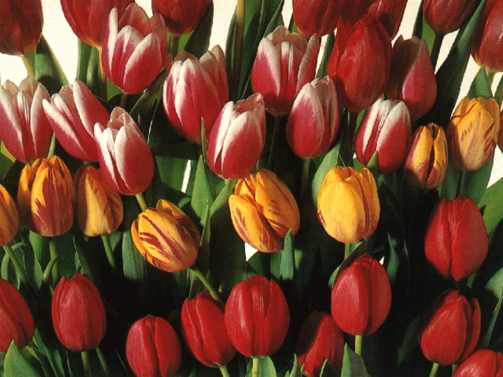  flowers flower    