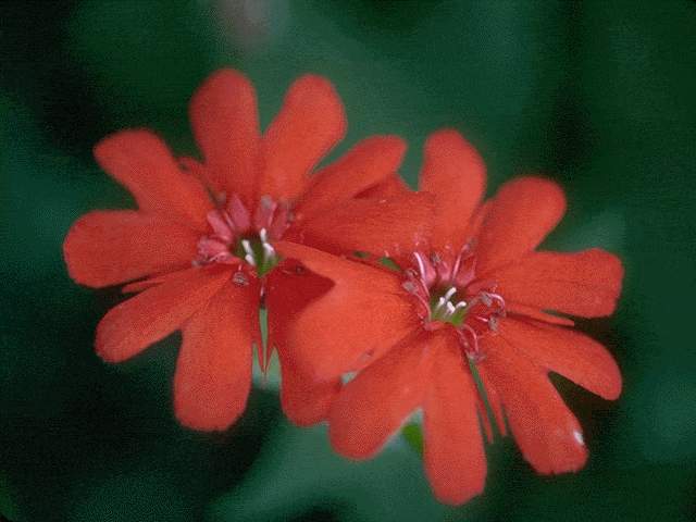  flowers flower    