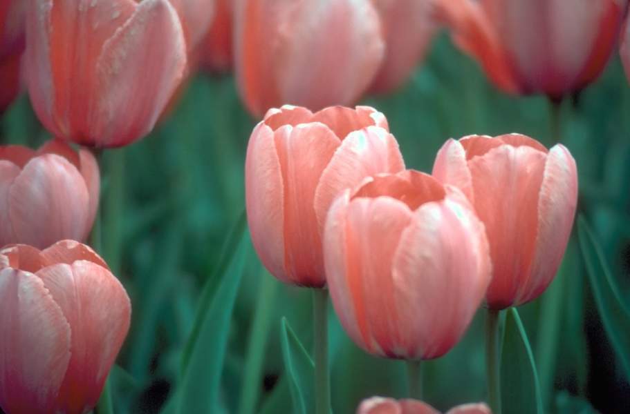  flowers flower    