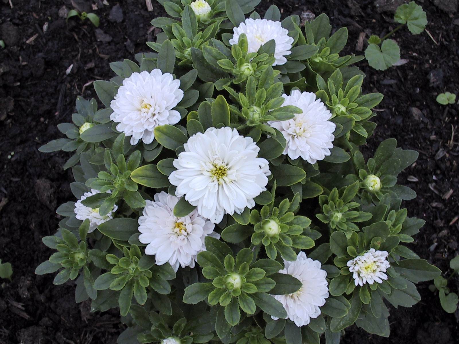  flowers flower    