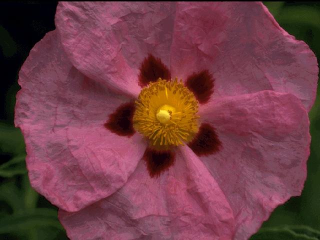  flowers flower    