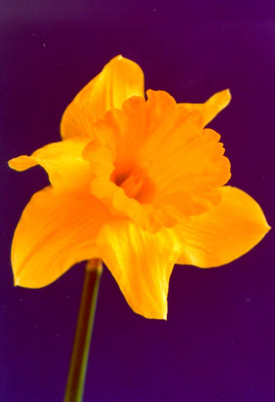  flowers flower    