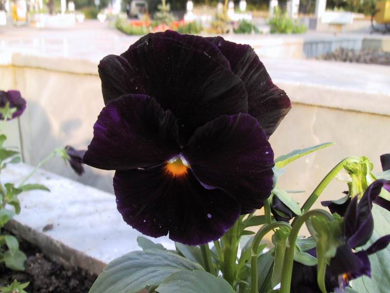  flowers flower    