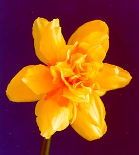 flowers flower    