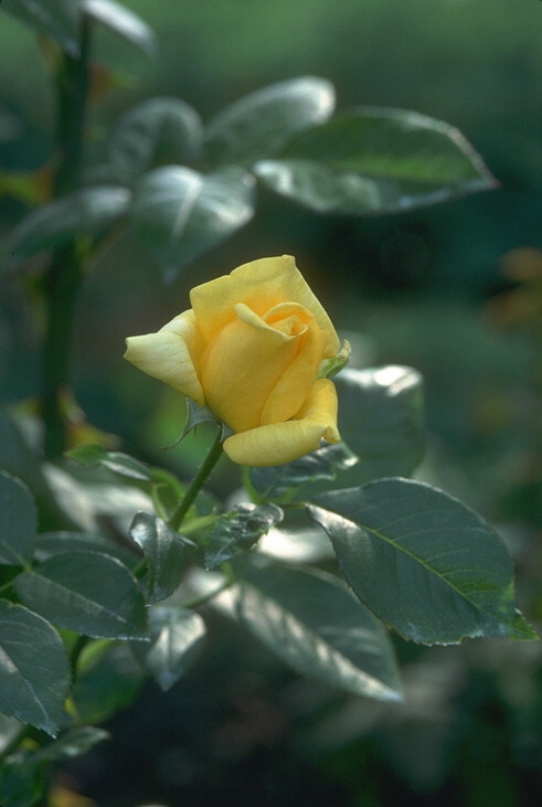  flowers flower    