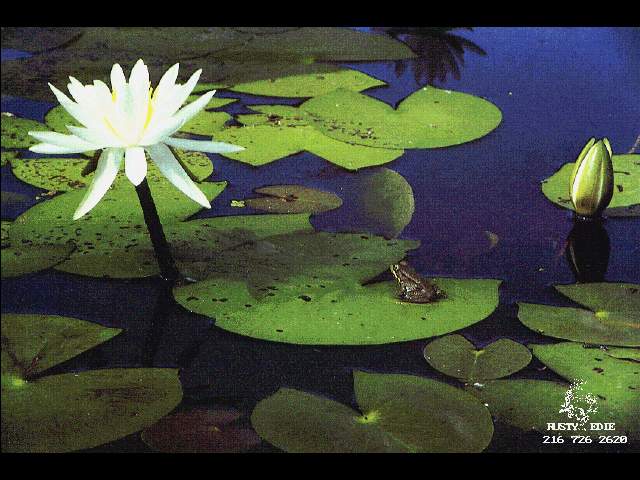  flowers flower    