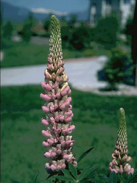  flowers flower    