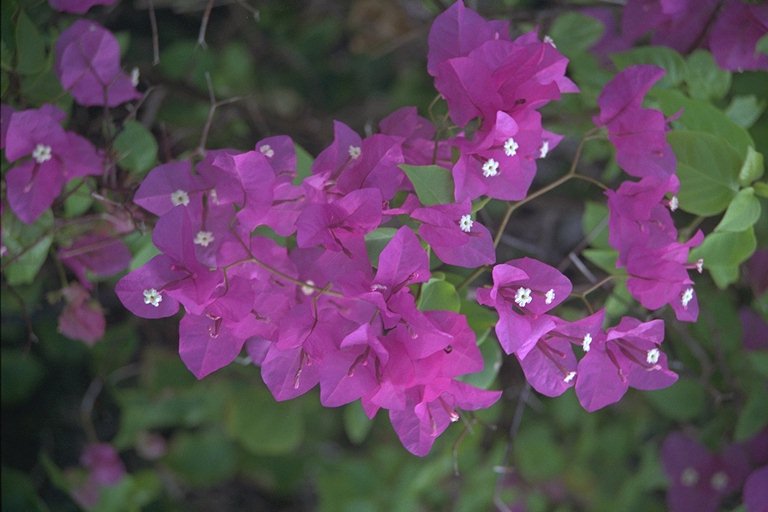  flowers flower    
