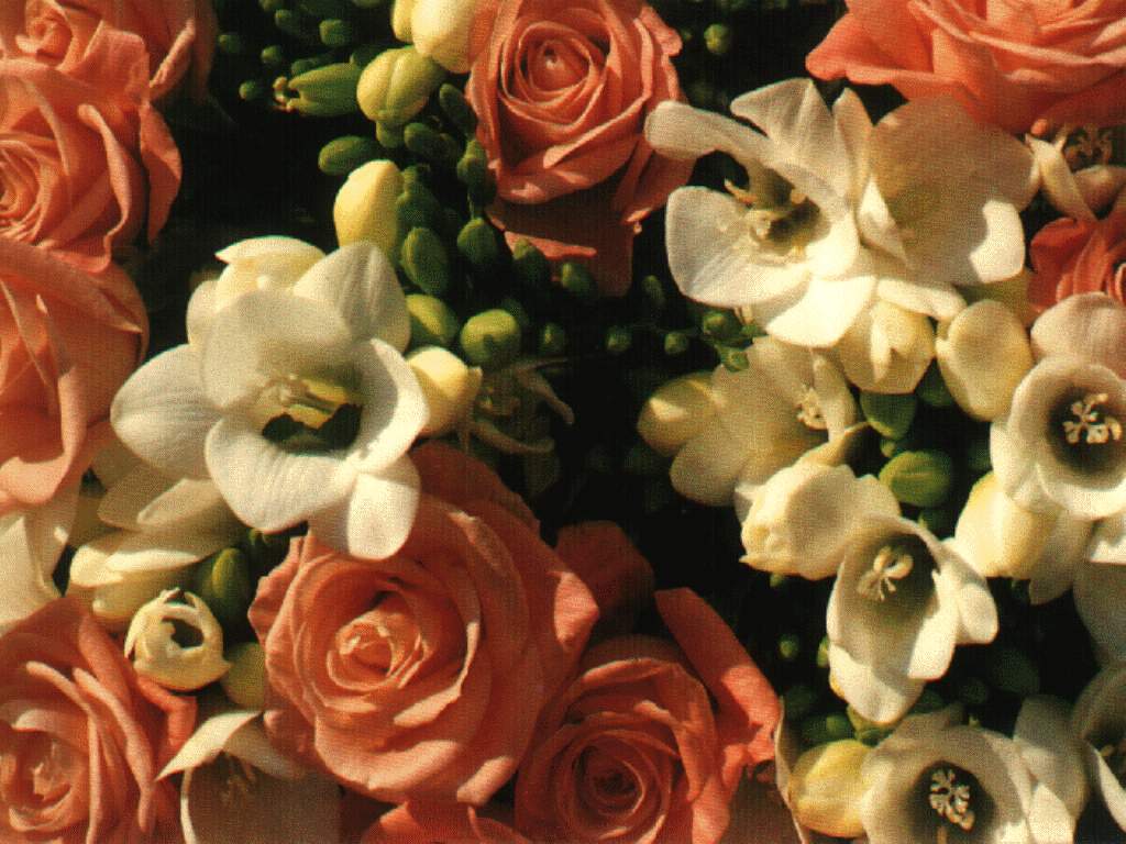  flowers flower    