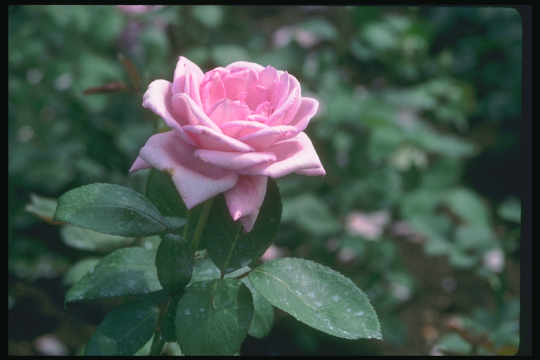  flowers flower    