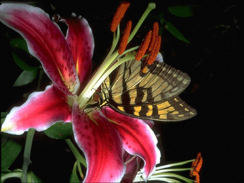  flowers flower    