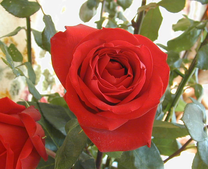  flowers flower    