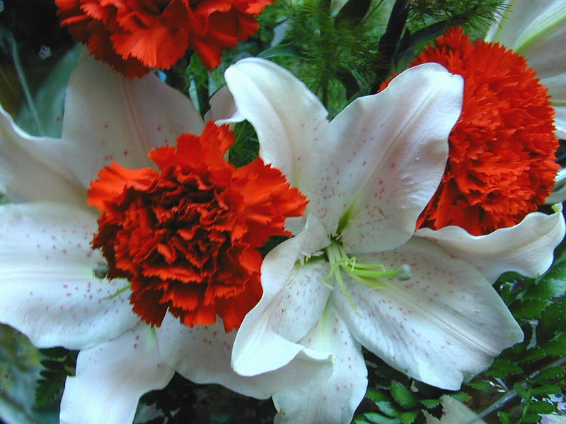  flowers flower    