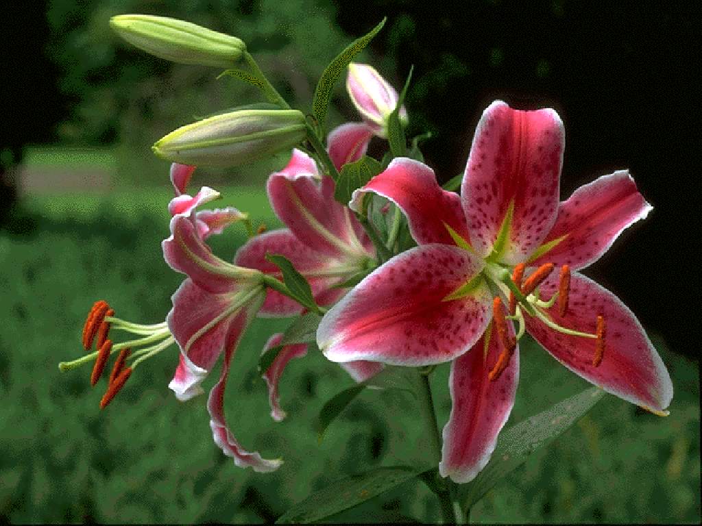  flowers flower    
