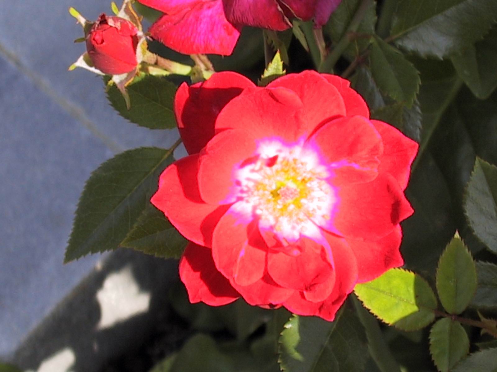  flowers flower    