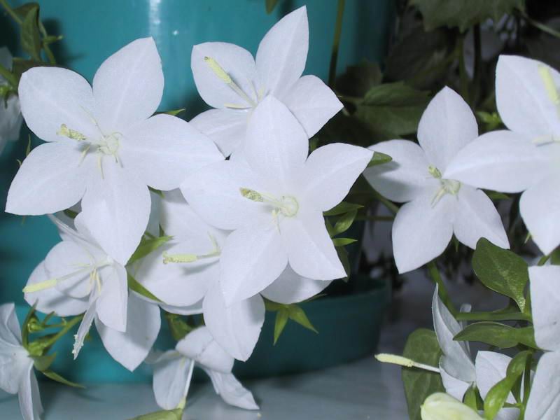  flowers flower    