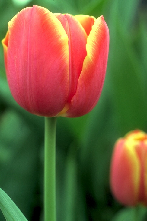  flowers flower    