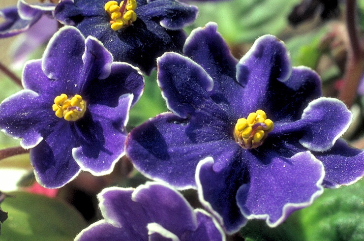  flowers flower    