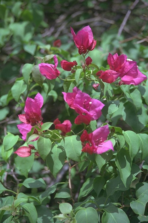  flowers flower    