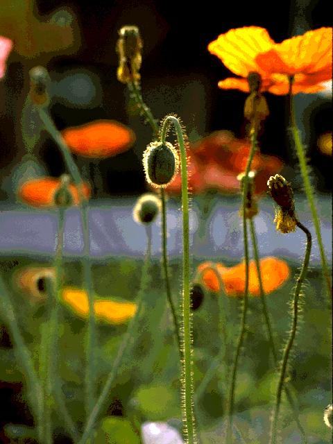  flowers flower    
