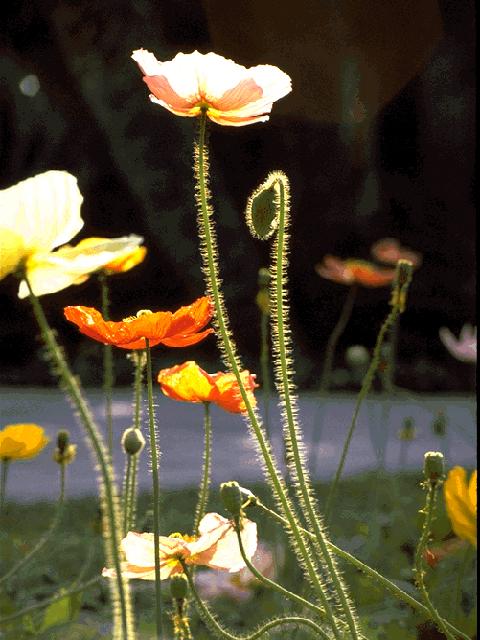  flowers flower    