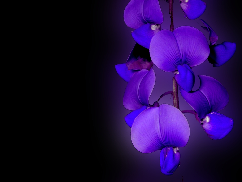  flowers flower    