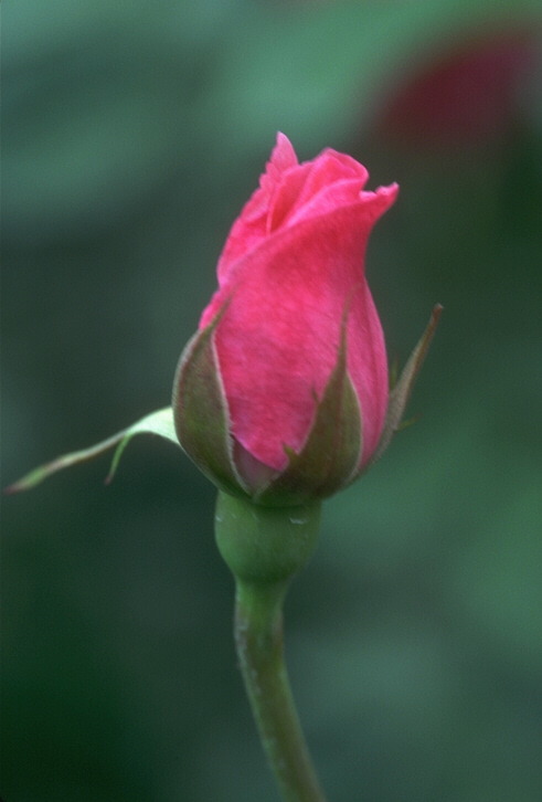  flowers flower    