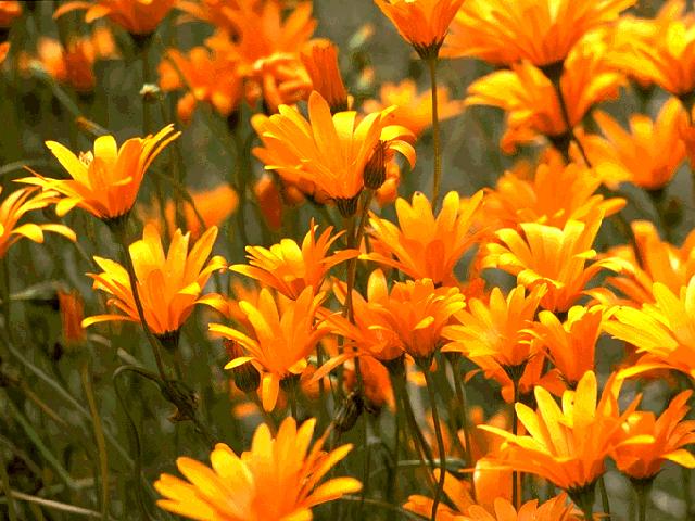  flowers flower    
