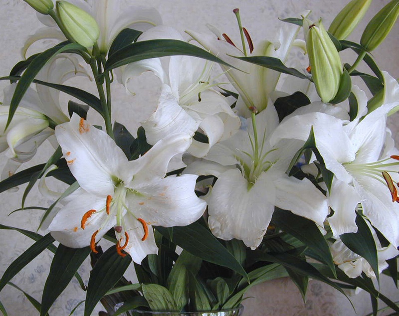  flowers flower    